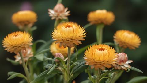 几朵鲜艳好看的菊花图片