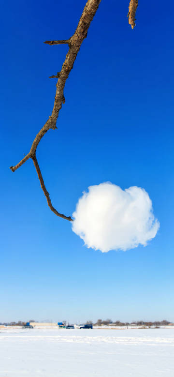 树枝上的一朵白云壁纸图片