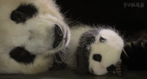 熊猫妈妈和宝宝睡觉