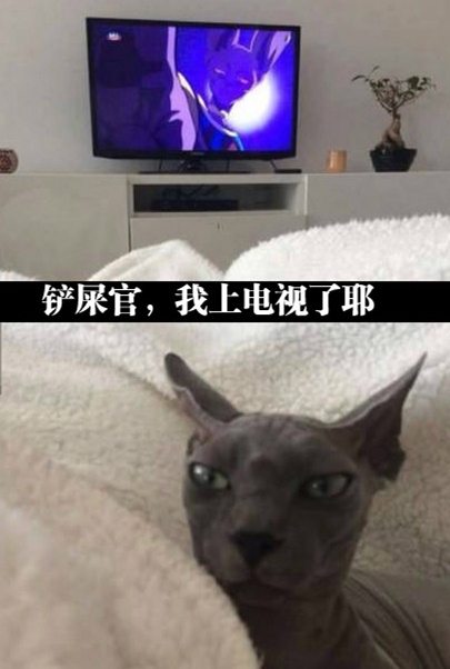 难怪我觉得家里的猫很眼熟……