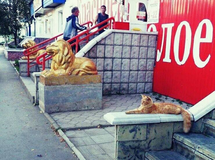 猫咪cos石狮搞笑图片
