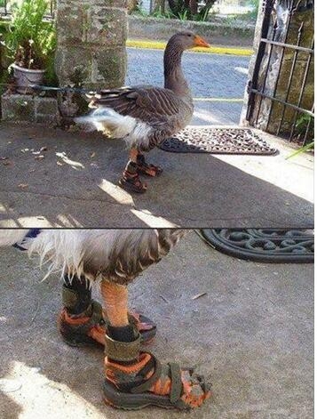 鸭子穿鞋 第一次哦
