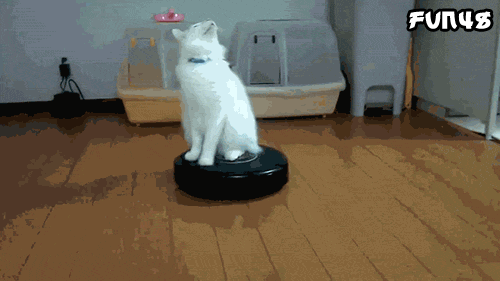扫地机器人上的猫咪转圈