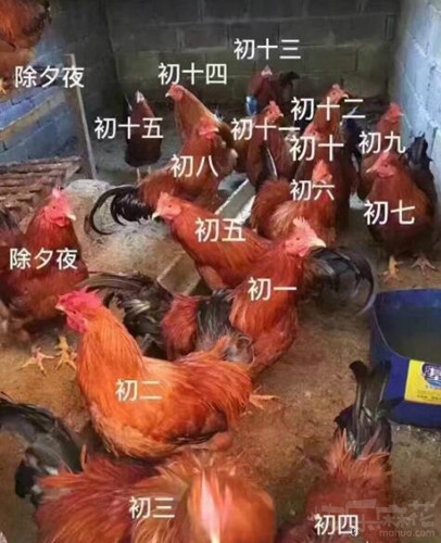 麻麻再也不用担心过年没东西吃了