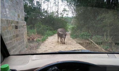 牛魔王要过路费咋办？急等