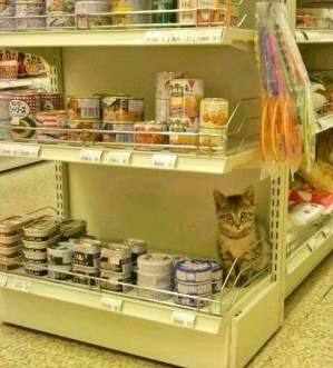 带猫主子逛商场，逛到宠物食品处蹲在那不走了