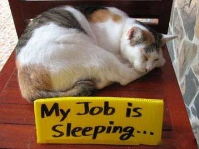 动物轻松的工作就是睡觉内涵图片