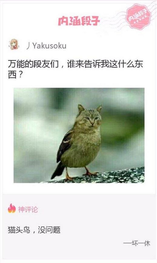 搞笑内涵图片之奇特的猫头鹰欣赏