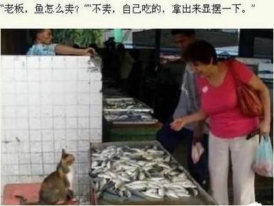 卖鱼的猫咪搞笑动物内涵图片精选