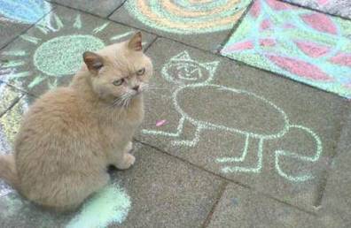 猫咪不爽表情搞笑动物内涵图片