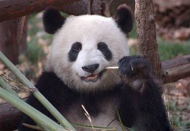 讲究口腔卫生的熊猫搞笑内涵图片