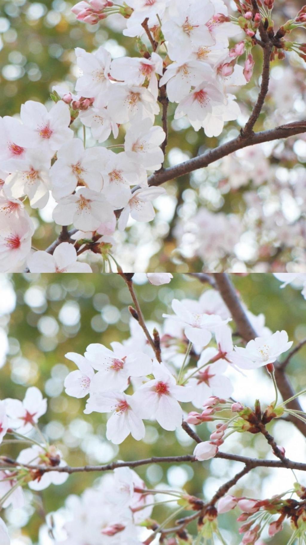 阳春三月 桃花盛开季节手机壁纸 手机壁纸 网页图库手机版