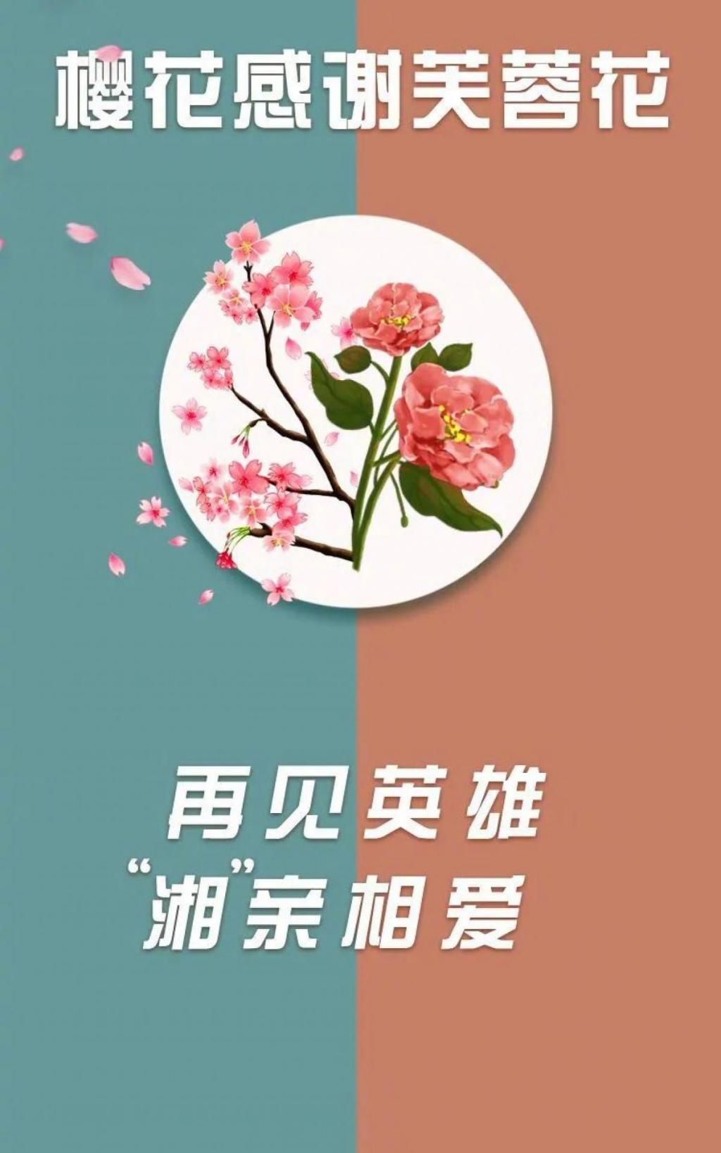 武大樱花感谢芙蓉花手机壁纸