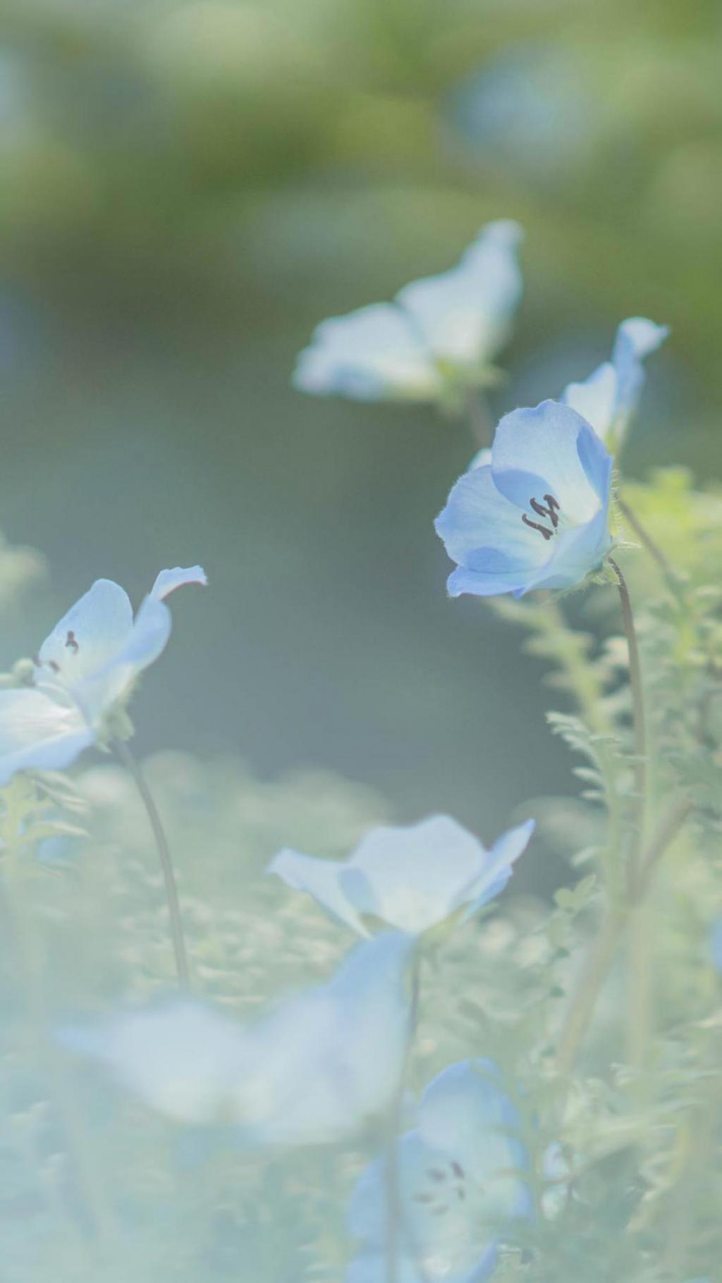 小清新养眼粉蝶花手机壁纸