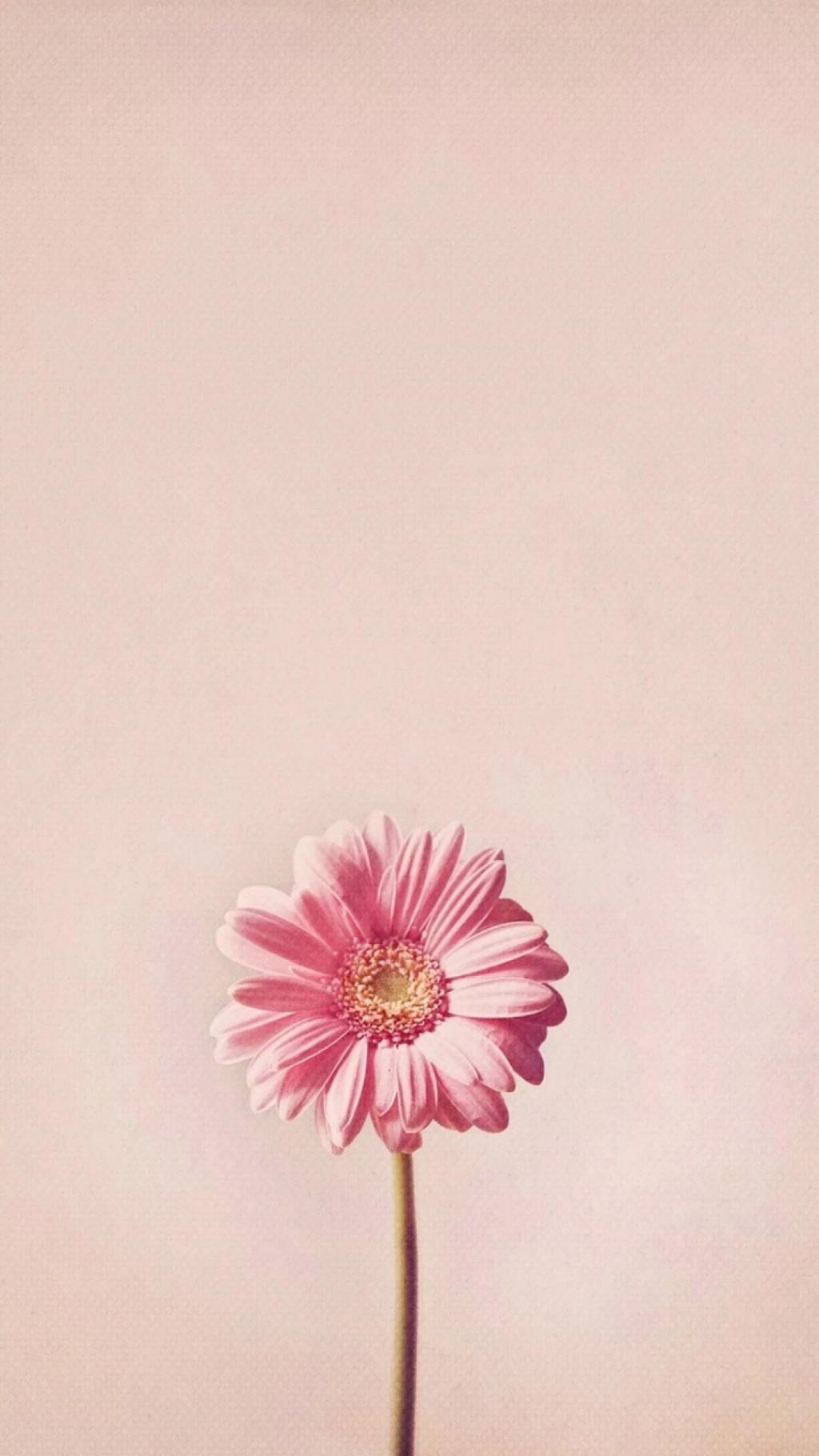 一朵花的世界手机壁纸