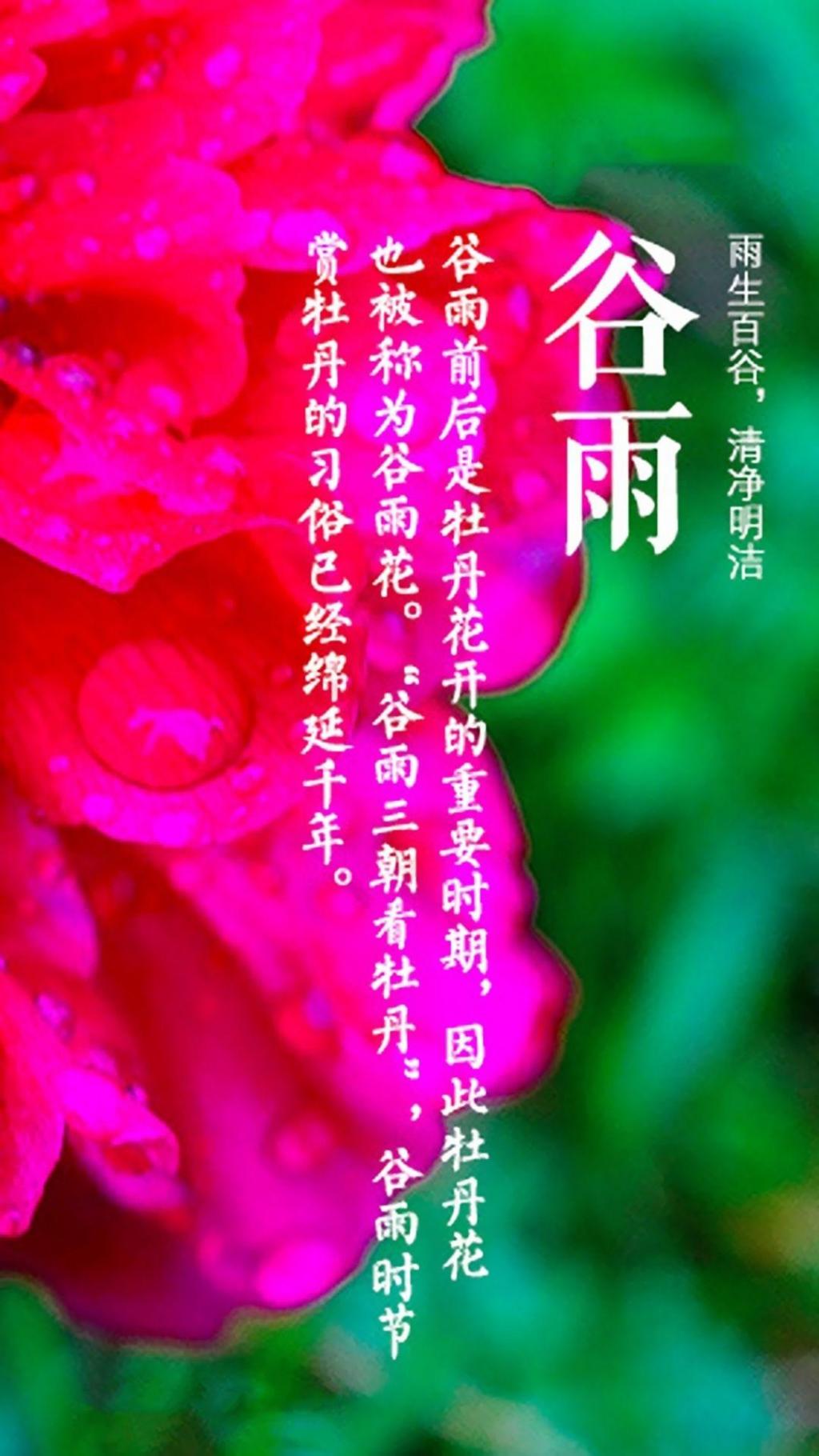 小清新谷雨时节到来手机壁纸