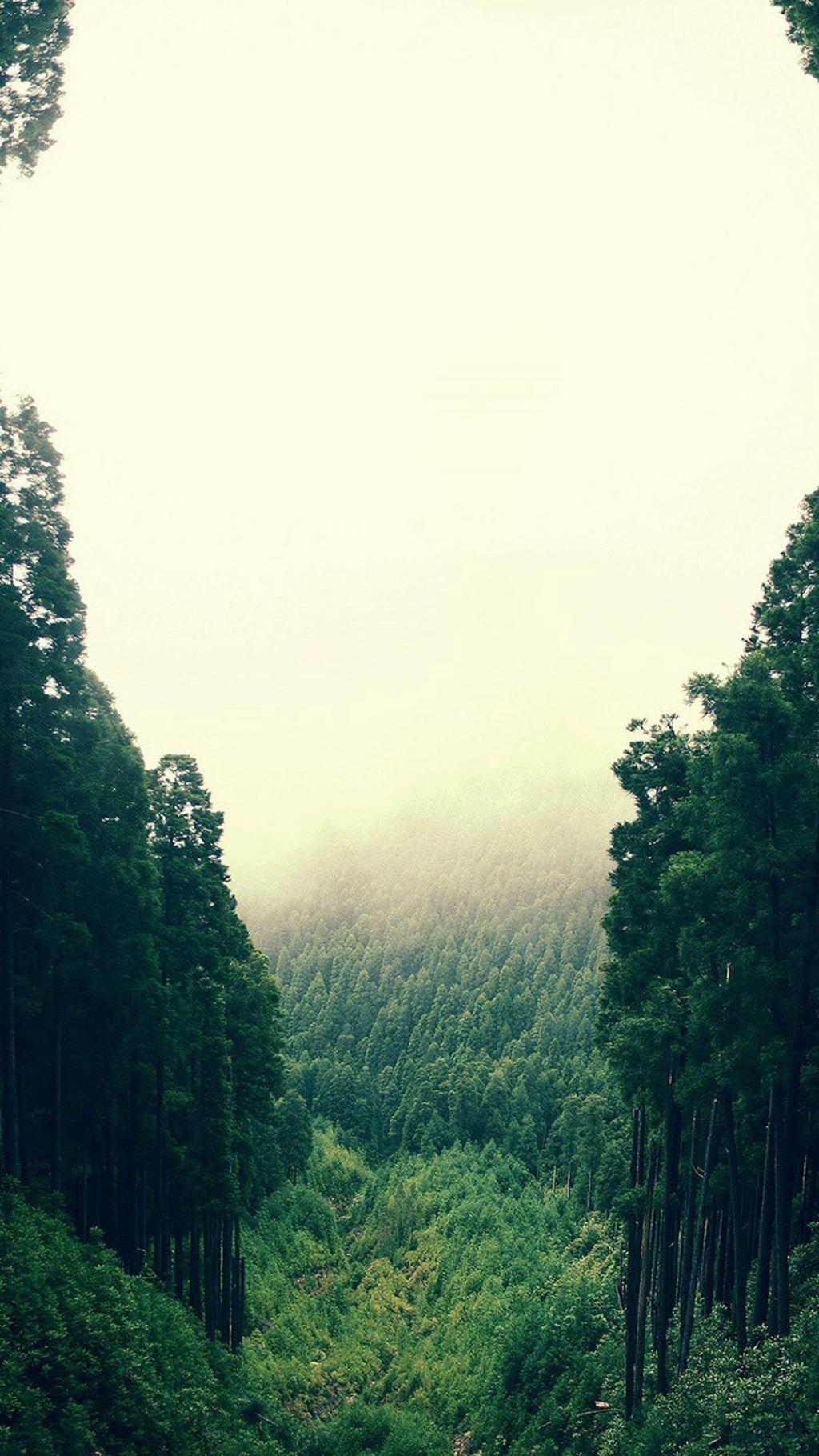 清晨幽静迷人的森林意境手机壁纸