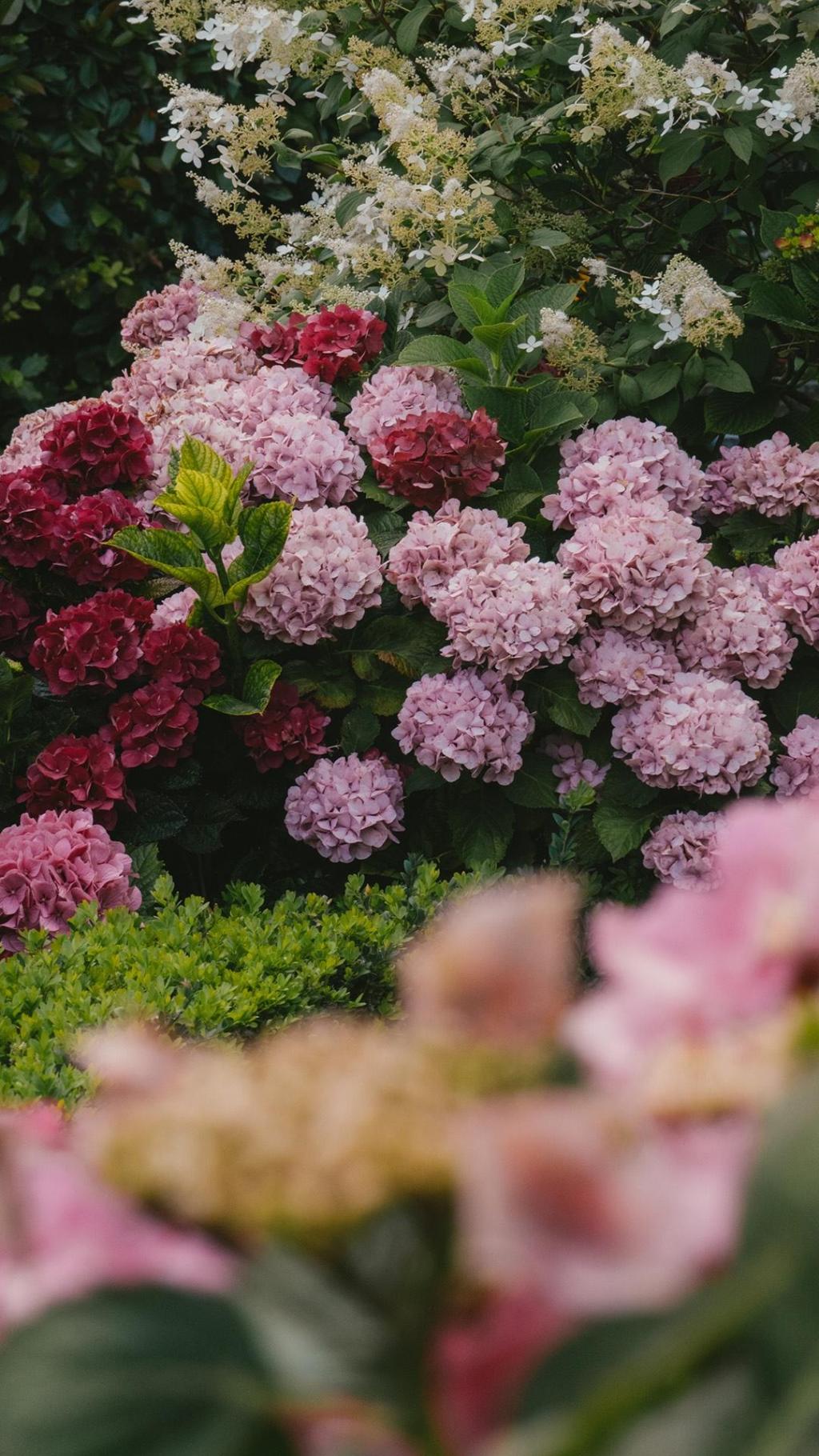 绣球花团复古唯美写真手机壁纸