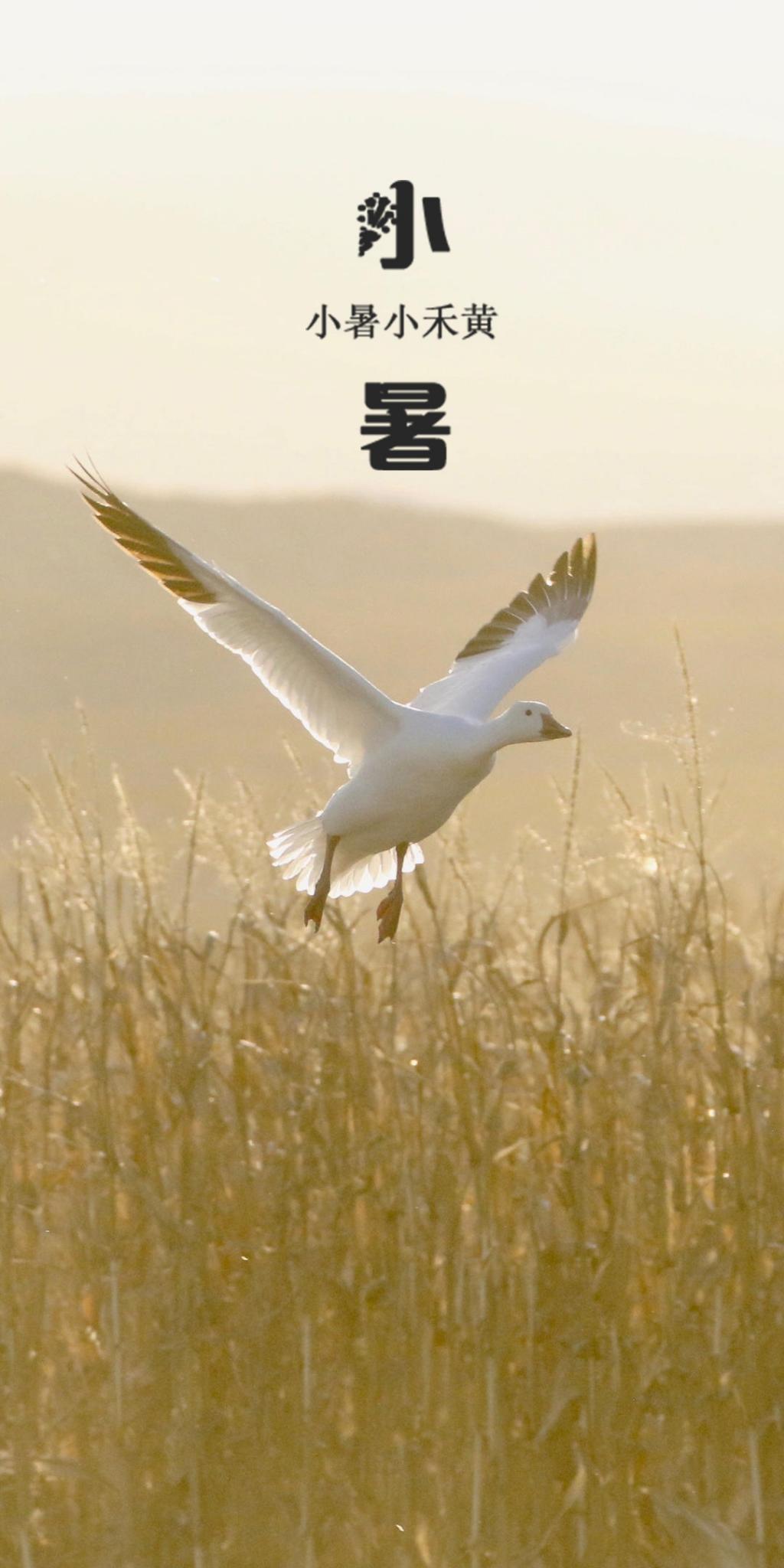 小暑:芦苇荡里的风景手机壁纸