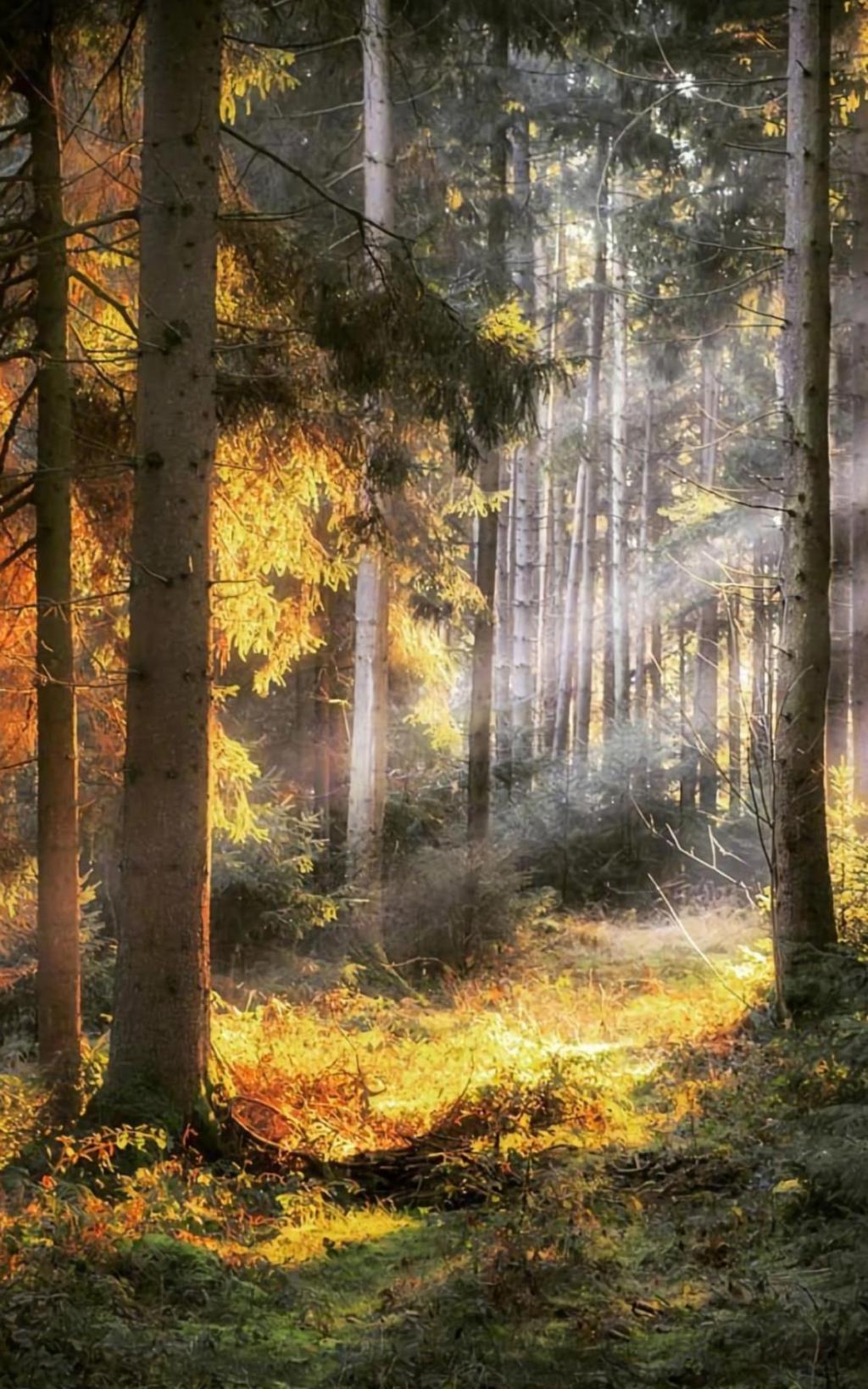 阳光穿过寂静惬意的优美森林手机壁纸