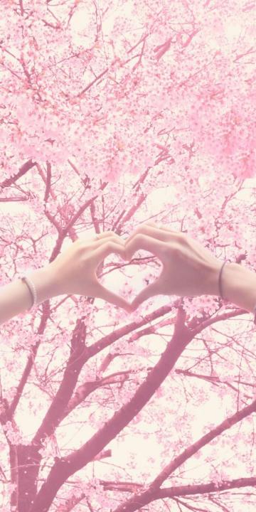 樱花树下下的唯美爱情手机壁纸