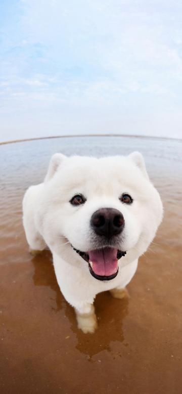 海边可爱的狗狗手机壁纸