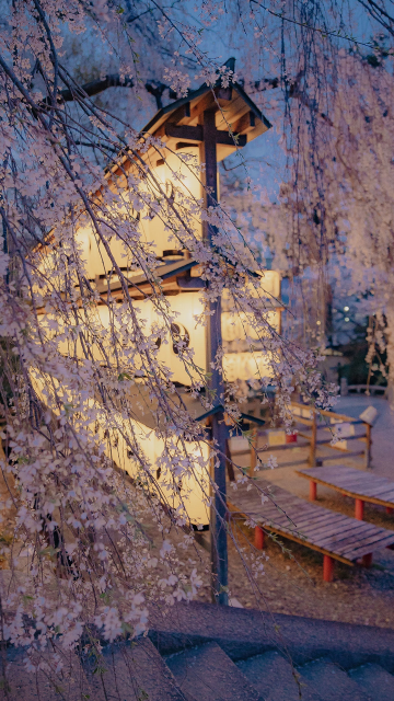 清新樱花唯美迷人京都夜景手机壁纸