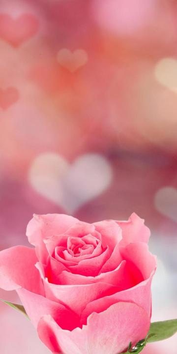 粉色的浪漫七夕玫瑰手机壁纸