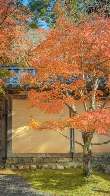 秋日庭院枫树意境迷人写真手机壁纸