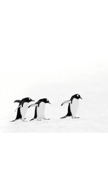 在雪地里嬉戏的企鹅手机壁纸