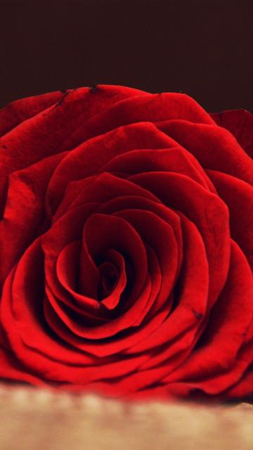 鲜艳玫瑰是爱情的象征手机壁纸