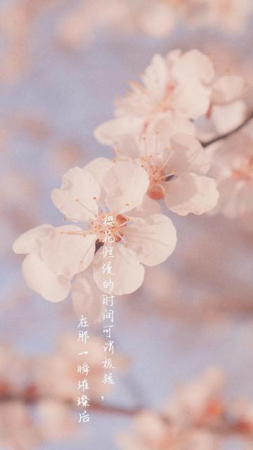 春天到来,樱花自来手机壁纸