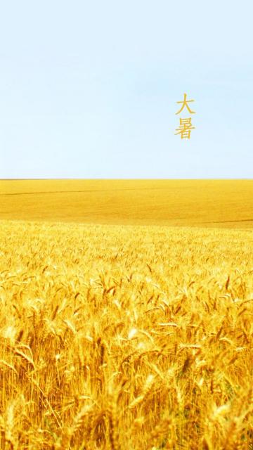 大暑稻田背景手机壁纸