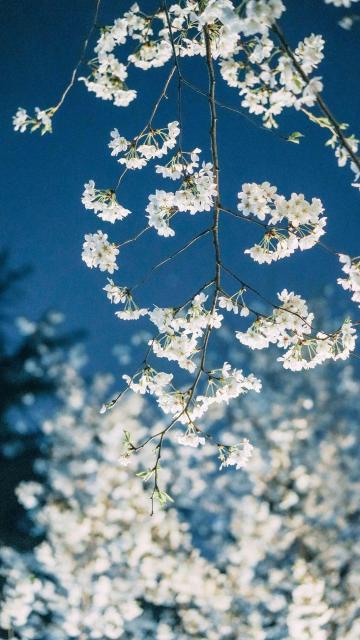 蓝天下盛开的樱花美景手机壁纸