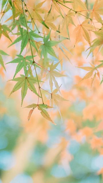 秋天泛黄的枫叶微距摄影手机壁纸