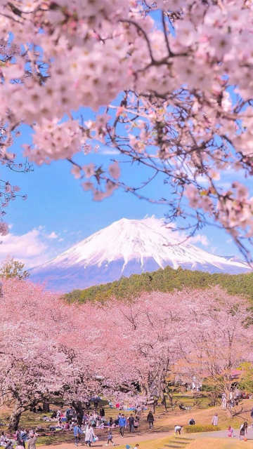 富士山春日浪漫樱花摄影手机壁纸