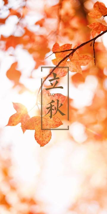 立秋之火红的枫叶手机壁纸