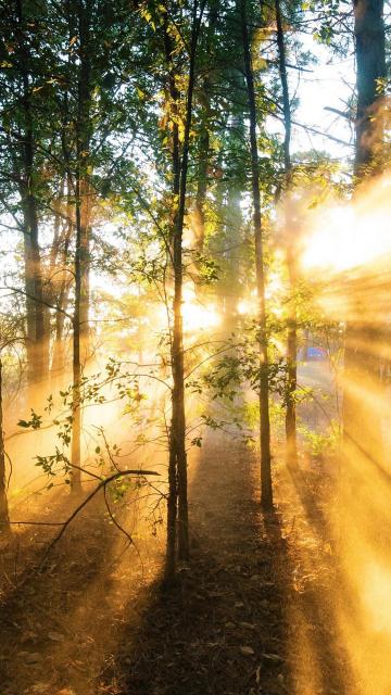 晨阳照耀着树林手机壁纸