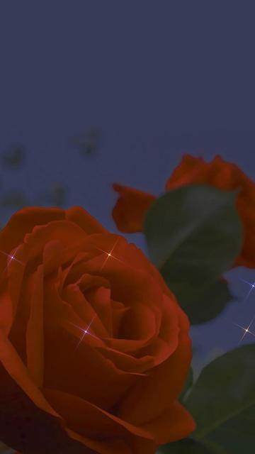 红色玫瑰微距浪漫摄影手机壁纸