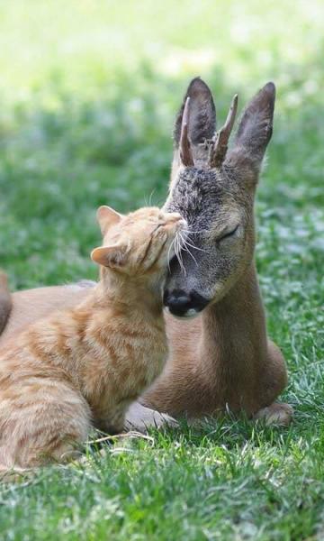 当猫咪爱上小鹿的特写镜头手机壁纸