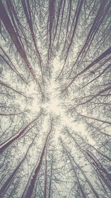 在森林的一角仰望天空手机壁纸