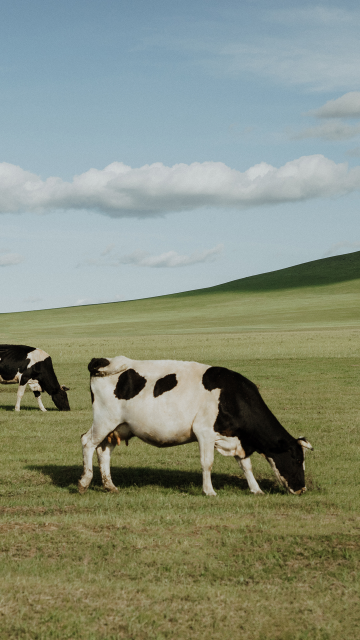 草原奶牛清新自然风景手机壁纸