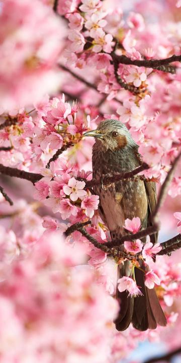 樱花树上的飞鸟手机壁纸