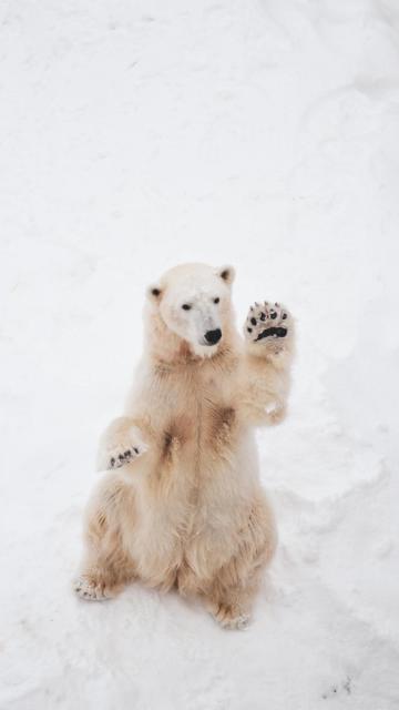 超级可爱的北极熊手机壁纸