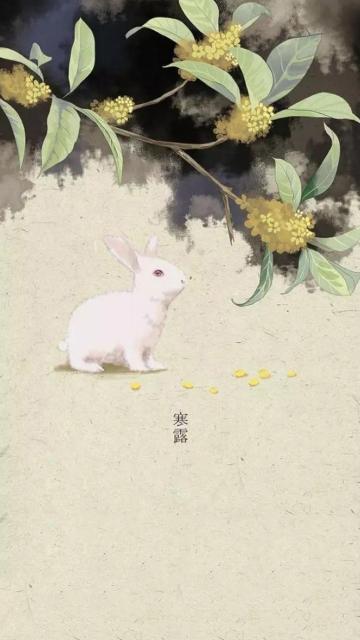 寒露之可爱的小白兔手机壁纸
