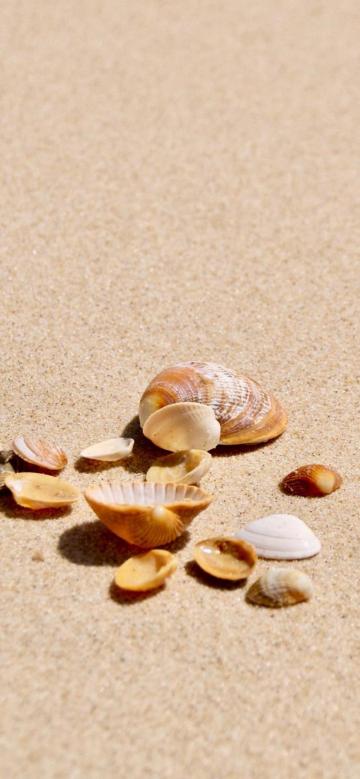 沙滩上的小巧贝壳手机壁纸