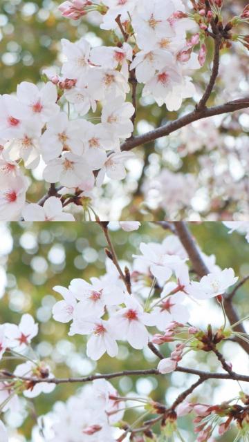 阳春三月,桃花盛开季节手机壁纸