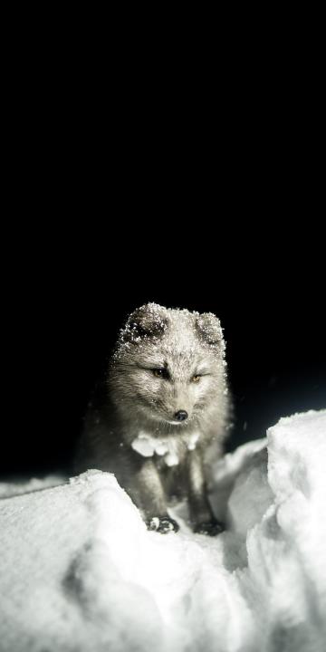 雪地里可爱的小狐狸手机壁纸