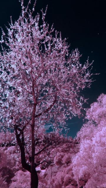 浪漫樱花唯美夜色风景写真手机壁纸