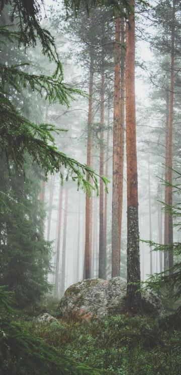 唯美的森林仙气意境风光手机壁纸